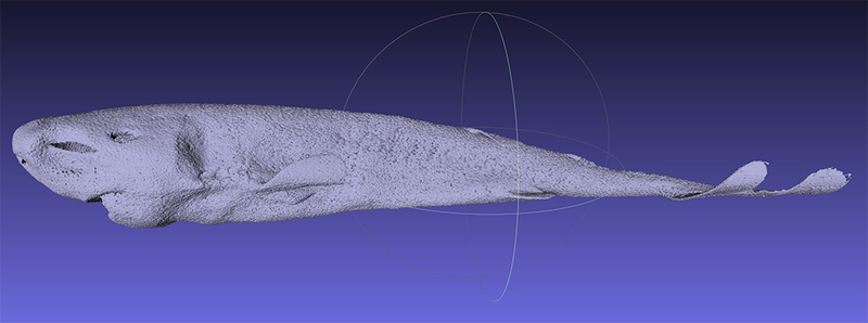 Illustration for article titled A Look at the Extremely Rare—and Extremely Small—Pocket Shark